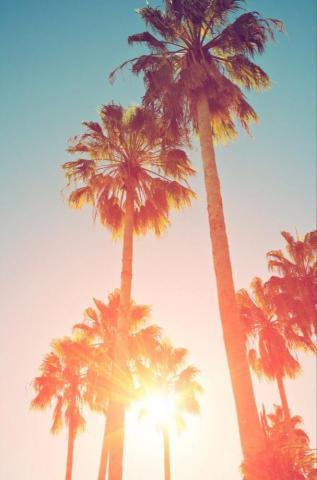 Tropical Palm Trees Through Haze Of Sunset At Summer Time Similar