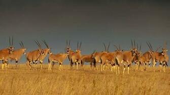 Home Of Oryx Herd Dream Wallpaper