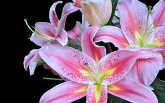 Flowrs Petals Nature Pink Wallpaper HD