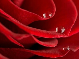 Red Rose Desktop HD Wallpaper