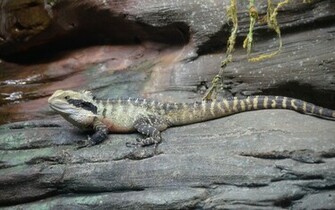 Water Dragon Computer Wallpaper Desktop Background Id