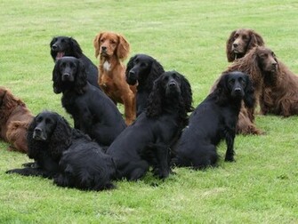 Cocker Spaniel Baby Wallpaper