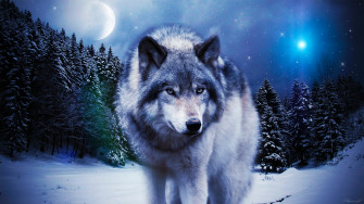 Wolf Background