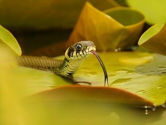 Snake Cool Wallpaper