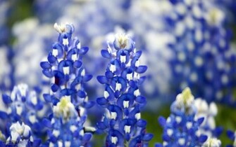 HD Wallpaper And Desktop Background Search