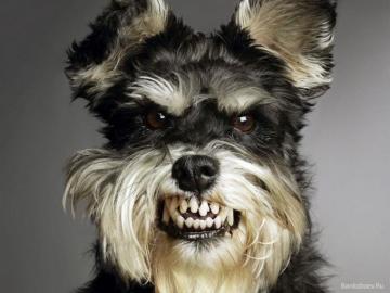 Mini Shnauzers Schnauzer Wallpaper Pictures Funny Dog