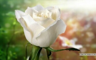 Most Beautiful Pink Yellow Rose Flowers Wallpaper Laptops