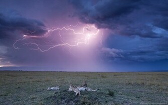 Leopards And Lightning Storm Wallpaper