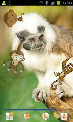 Monkey Live Wallpaper S Jpg