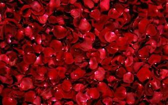 Most Beautiful Red Roses HD Wallpaper Flowers Pictures