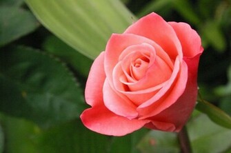 Flowers Pictures Wallpaper Red Roses