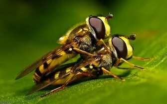 Mating Bees Wallpaper Myspace Background