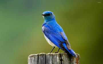 Mountain Bluebird Wallpaper Animal