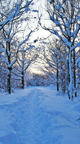 Enchanting Winter Wonderland Scene Wallpaper