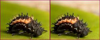Harlequin Ladybird Larva Huge High Resolution HD Wallpaper Of General