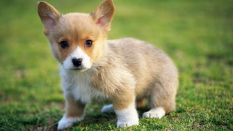 Corgi Wallpaper
