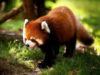 HD Wallpaper Desktop Cute Animals