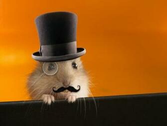 Hamster Wallpaper