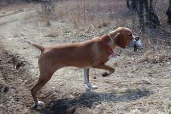 Hunting Portuguese Pointer Dog Wallpaper