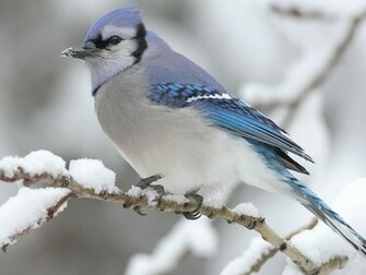Blue Jay