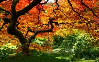 Autumn Colors Keltrustsnoone