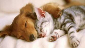 Cute Cats And Puppies Wallpaper Dog