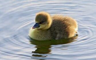Wallpaper Duckling