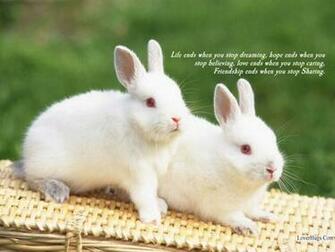 Cute Baby Bunnies HD Wallpaper In Animals Imageci