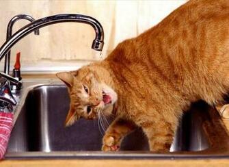 Funny Pictures Of Animals Doing Things