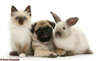 Pug Puppies Wallpaper White Desktop