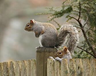 Squirrel Wallpaper