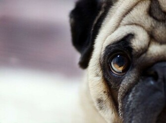Pug Wallpaper Screensaver Background Screensavers