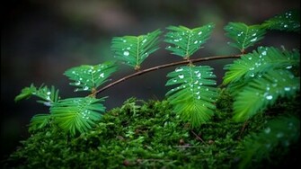 Water Drops HD Wallpaper High Quality