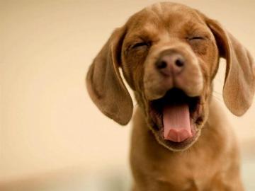 Funny Dog Wallpaper Android iPhone Desktop HD