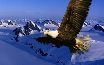 Best Top Desktop Eagle Wallpaper HD Pictures Image
