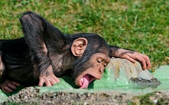Wallpaper Of A Drinking Monkey HD Monkeys