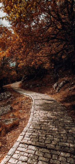 Beautiful Fall Wallpaper For iPhone May The Ray