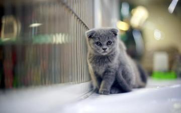 Grumpy Gray Kitten Wallpaper