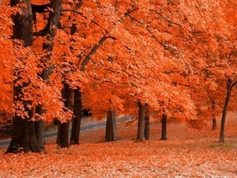 Autumn Wallpaper HD Background