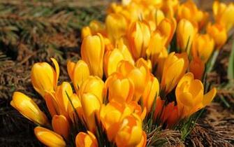 Wallpaper Crocus Golden Yellow Background