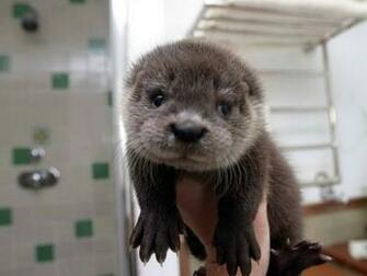 Koningsberg Cute Baby Otters