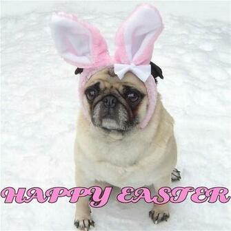 Cute Pug Easter Bunny Happy Puppies Photo