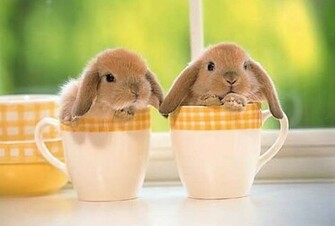 Inspired By The Easter Bunny