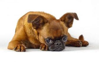 Chihuahua High Quality And Resolution Wallpaper On