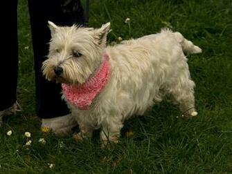 Westie Dogs Wallpaper Background Desktop