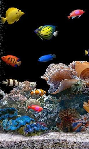 Live Wallpaper In Market And Best Choice Of Applications