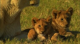 Lioness With Cub Wallpaper Scale