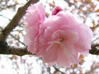 Sakura Flower Wallpaper Pixel Nature HD