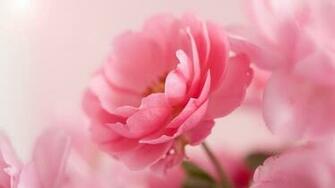 Pink Roses Live Wallpaper Android Apps On Google Play
