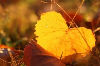 Cute Fall Desktop Wallpaper In HD